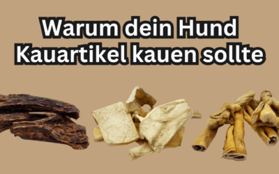Warum dein Hund Kauartikel kauen sollte 🐾🦴