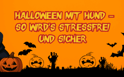 Halloween mit Hund – so wird’s stressfrei und sicher