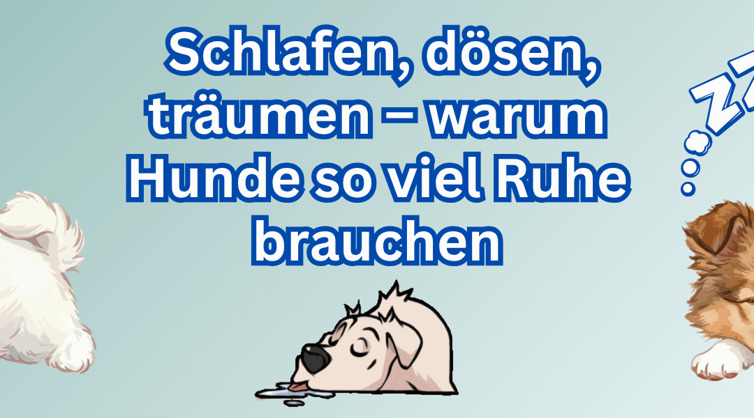 💤 Schlafen, dösen, träumen – warum Hunde so viel Ruhe brauchen