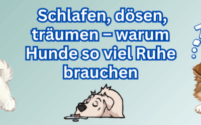 💤 Schlafen, dösen, träumen – warum Hunde so viel Ruhe brauchen